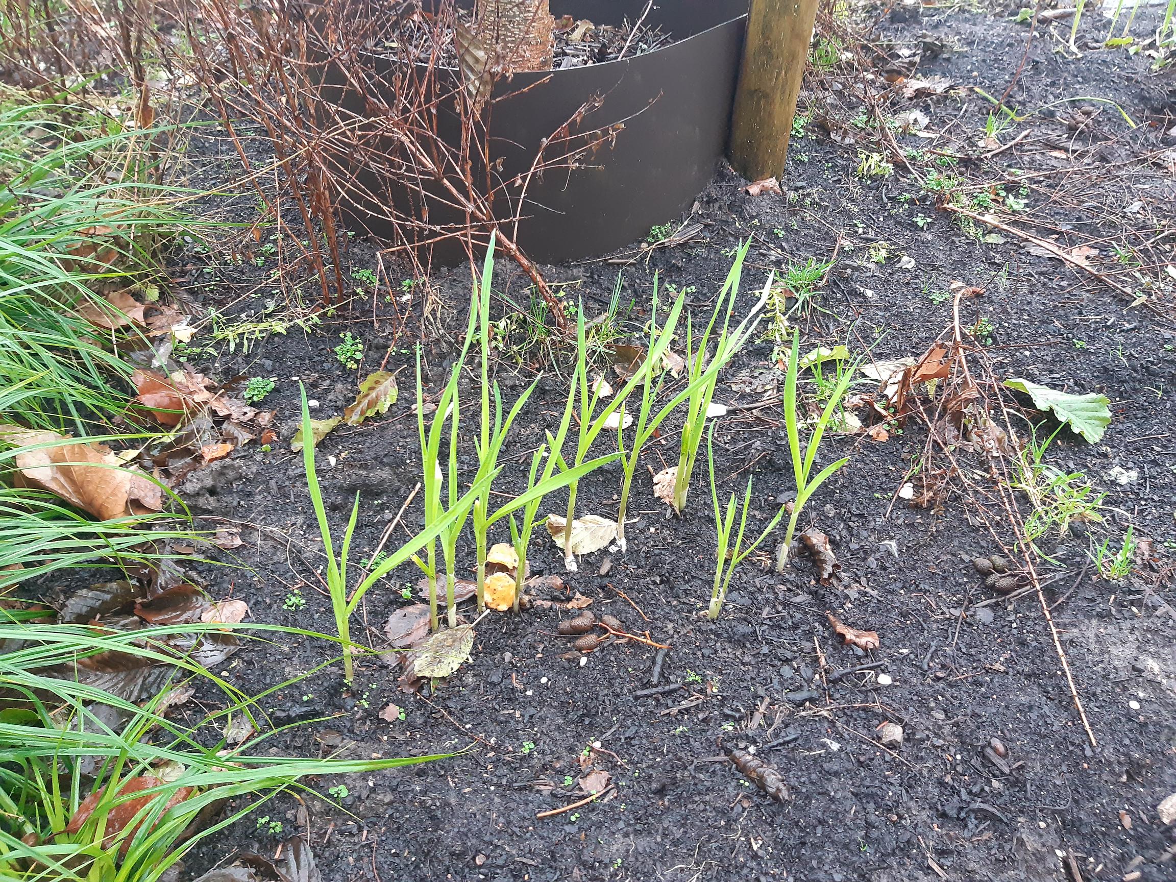 Action 3:growing vegetables